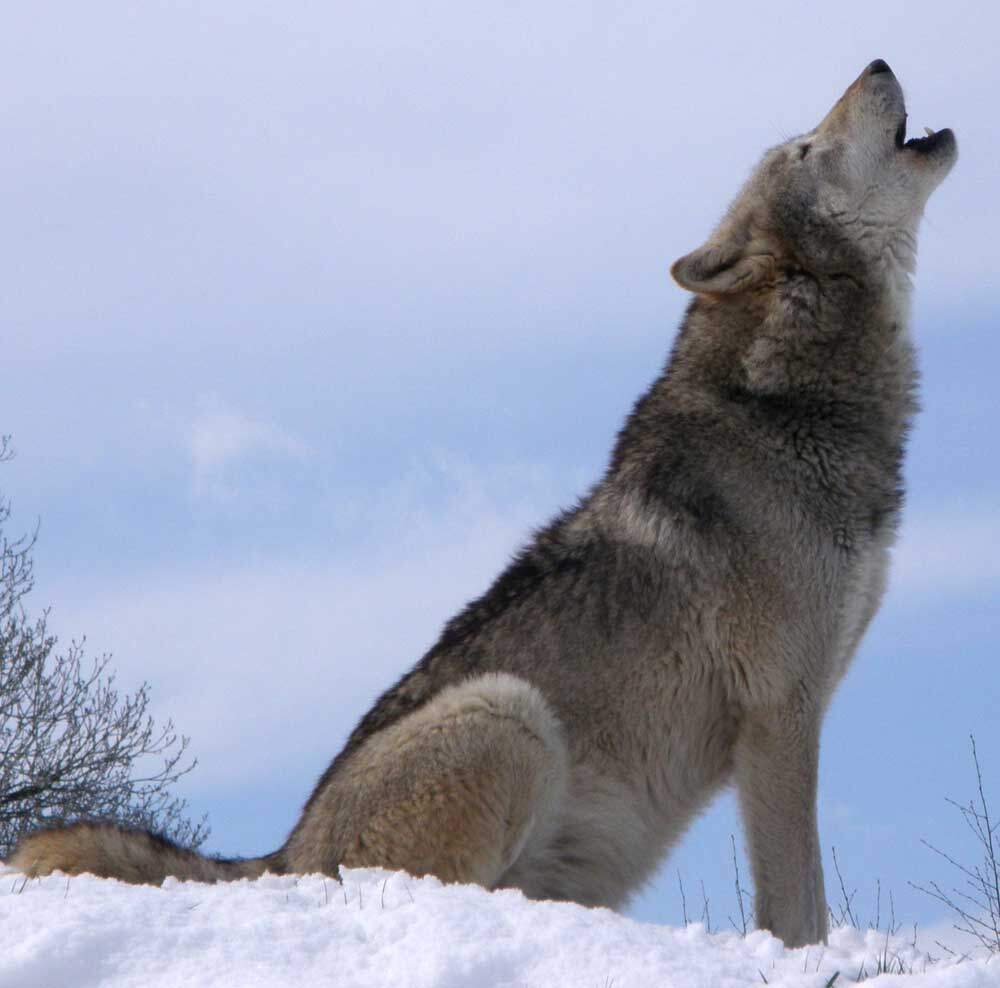 hyler hunde? - stopper du deres hylen