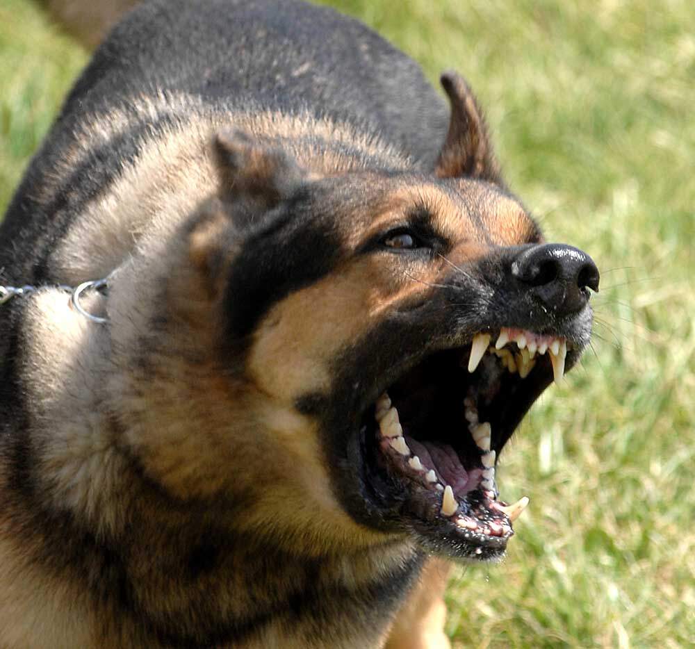 Frivillig mandig omdømme Kastrering af hunde (kastration) - Priser, fordele, ulemper osv.
