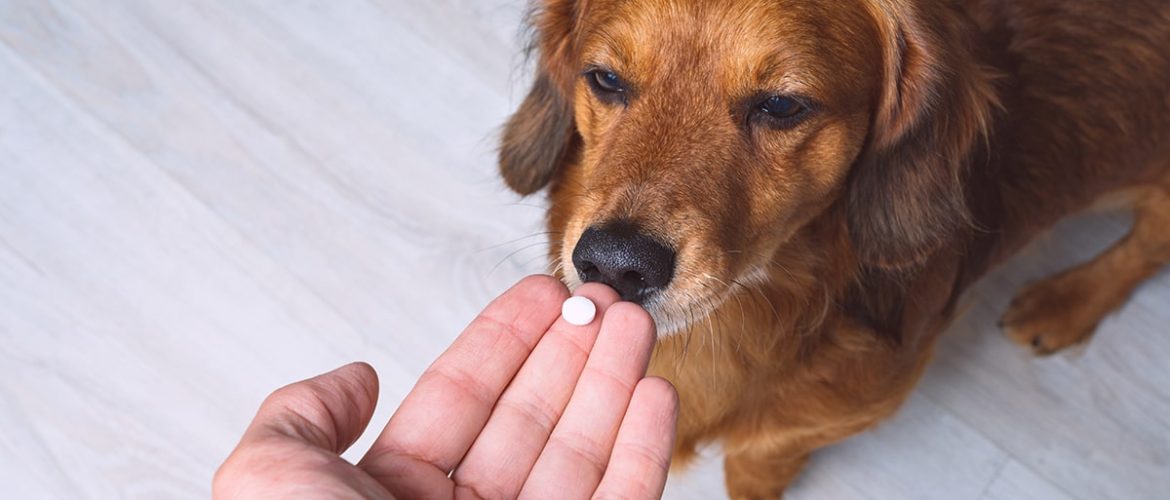 Se hvilke kosttilskud skal du vælge til din hund