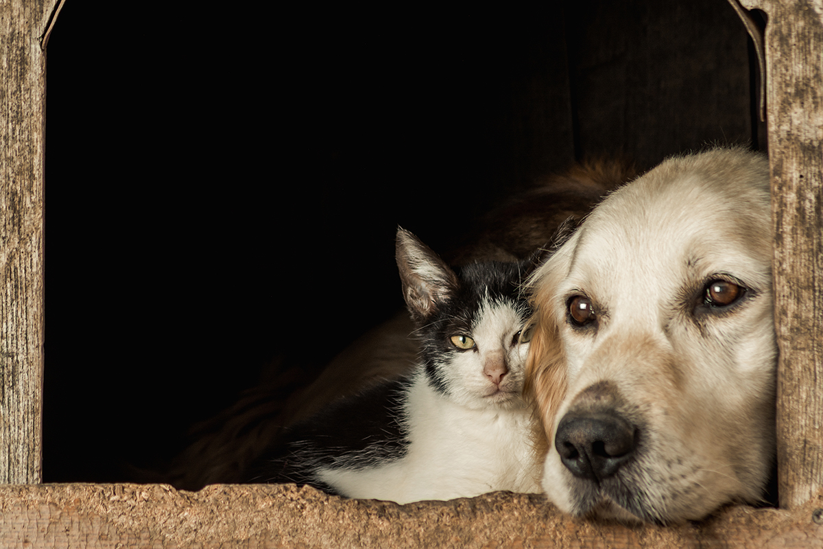 Hvor hunde og katte er i