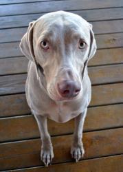 Hunde kan pive af mange årsager