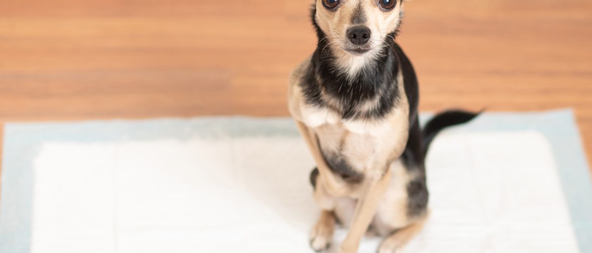 Hunde skal starte renlighedstræning hurtigst muligt