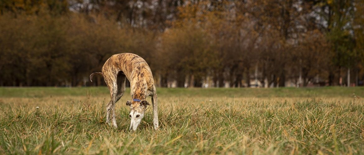 Hunde spiser deres egen afføring