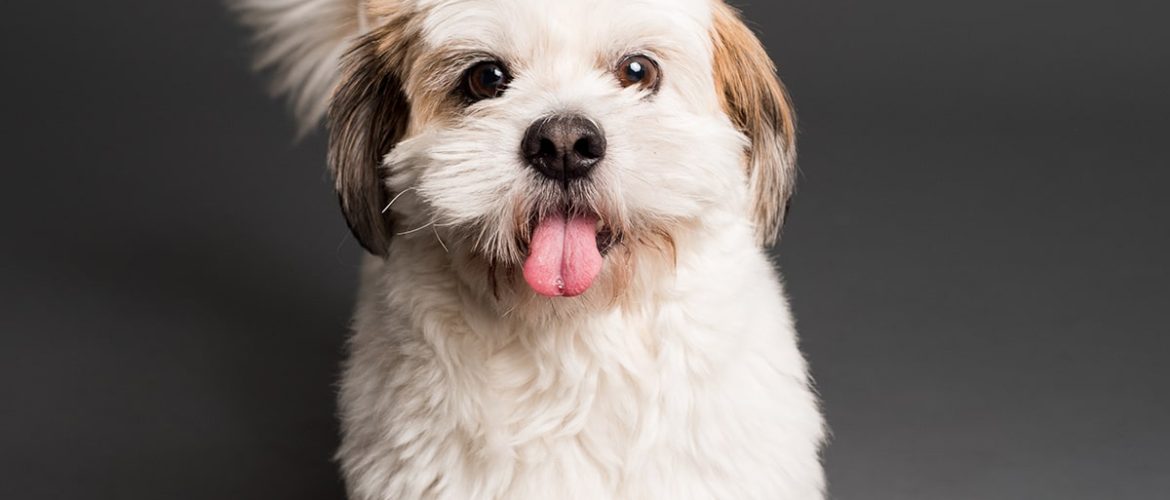 Hunde og stress