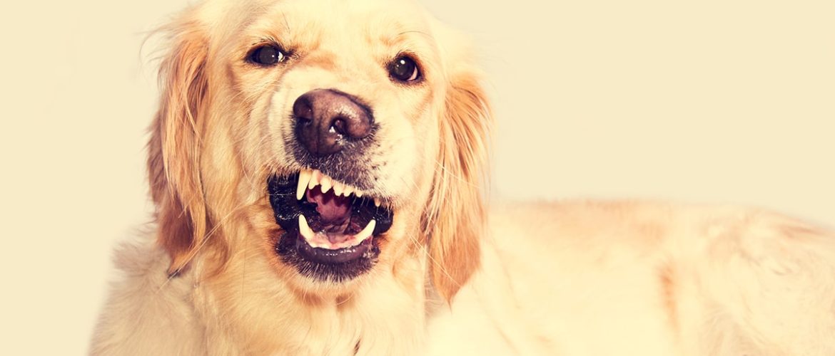 Hunde kan også blive stressede!