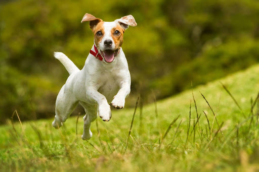 Råd til nye hundejere
