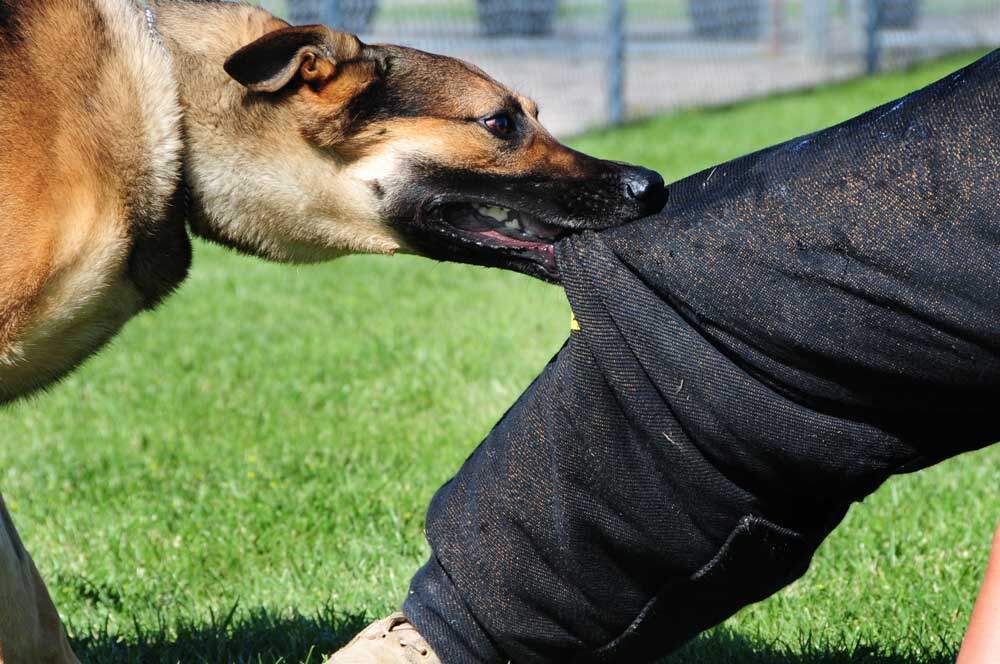 hunden? får svaret på, hvorfor din bider!