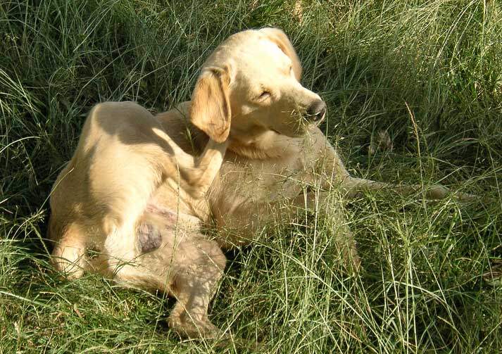 dechifrere Næste log Min hund klør sig meget/hele tiden! - Sådan stopper du kløen