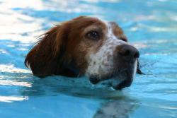 Hundesvømning er godt for led og muskler