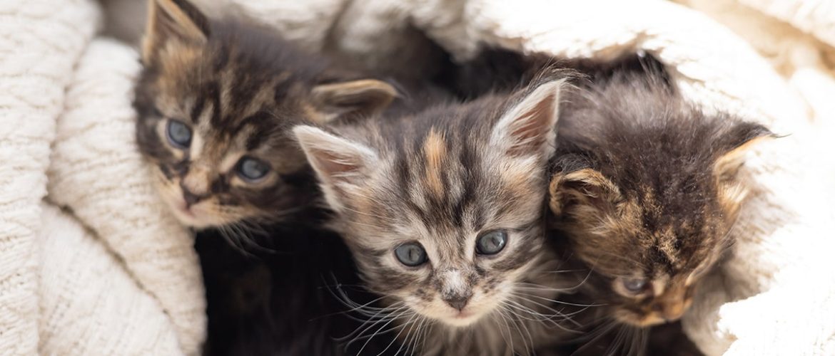 En killing skal være 12 uger gammel før den må sælges i Danmark