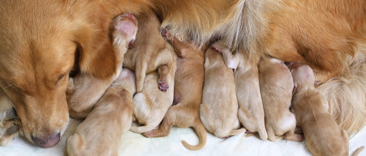 skøn Evaluering chance Hvor gammel skal en hund være for at få hvalpe?