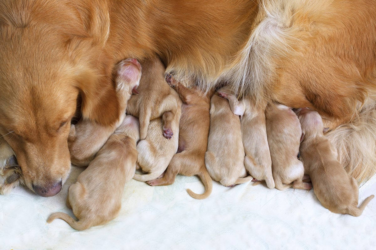 gammel skal en hund være for få hvalpe?