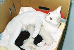 De fleste katte kan få killinger fra de er mellem 6 og 12 måneder gamle