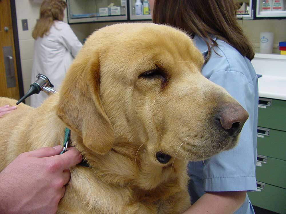 Hypothyroidisme hos hunde (lavt