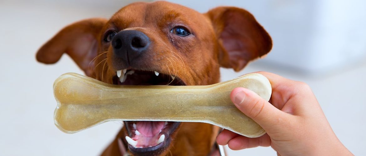 Kalk er sundt for hunde