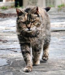 Kastration af katte er essentielt for at undgå problemer med herreløse katte