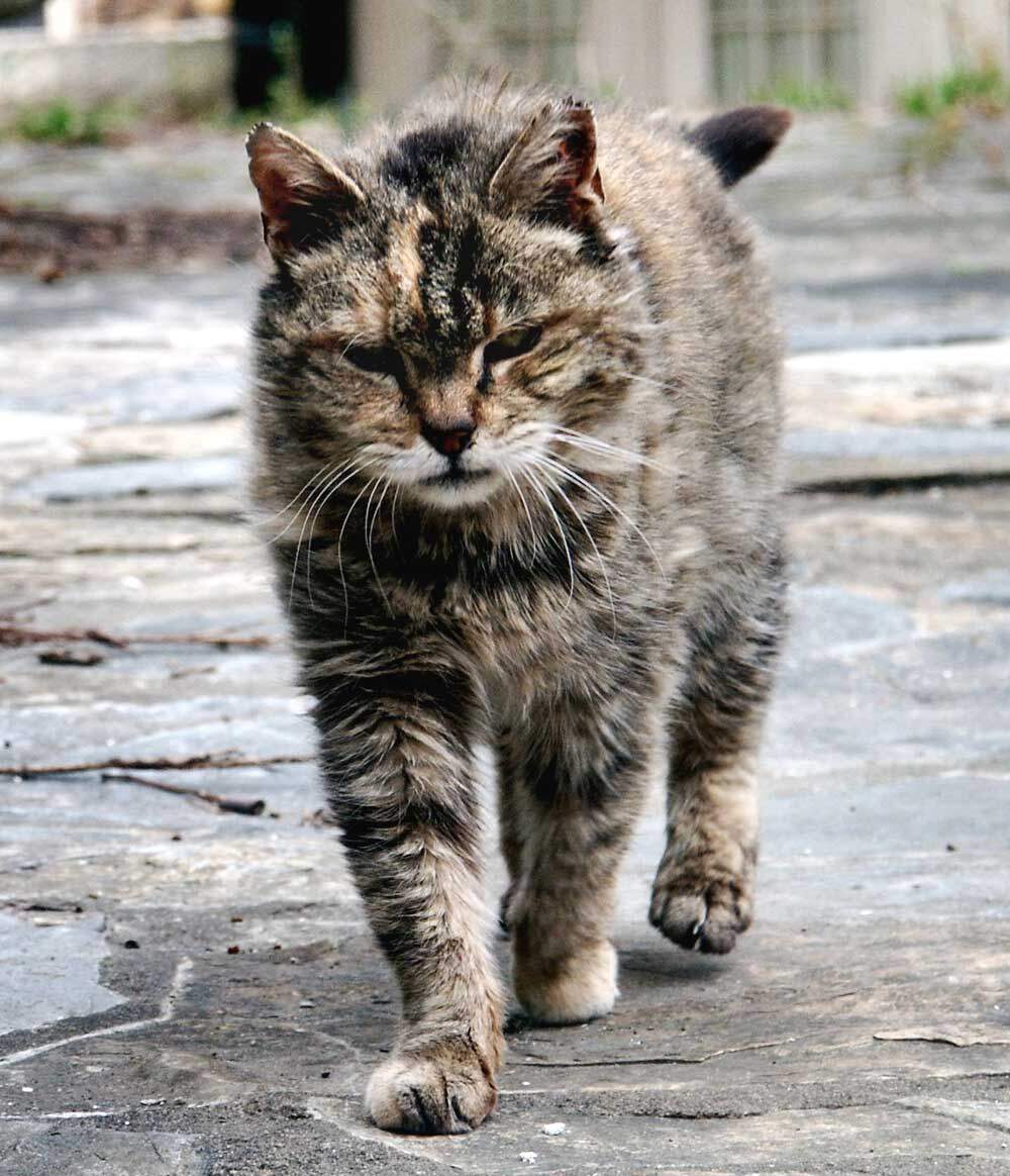 Kastration kat - Priser på kastrering, forløb osv.