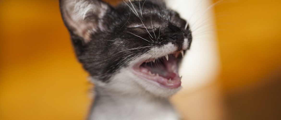 Katte der hoster skal tilses af en dyrlæge