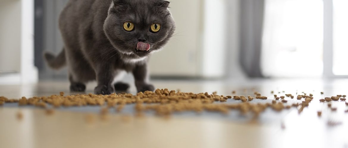 Katte kan kaste op af forskellige årsager
