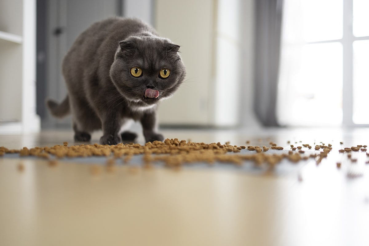 Når katten kaster op - Sådan opkast hos katte