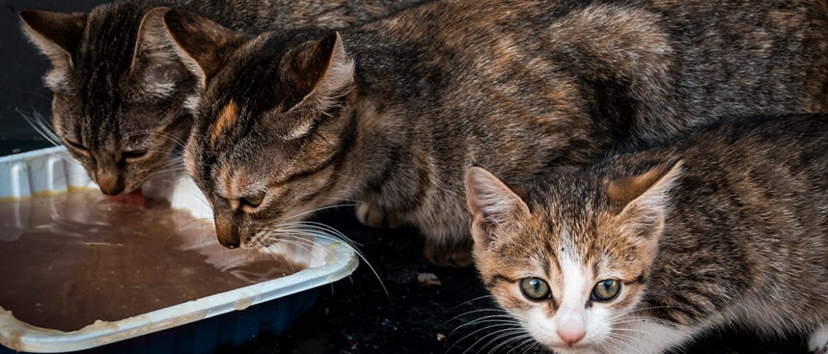 Katte kan ikke tåle at spise alt - heller ikke alle de samme fødevarer som mennesker