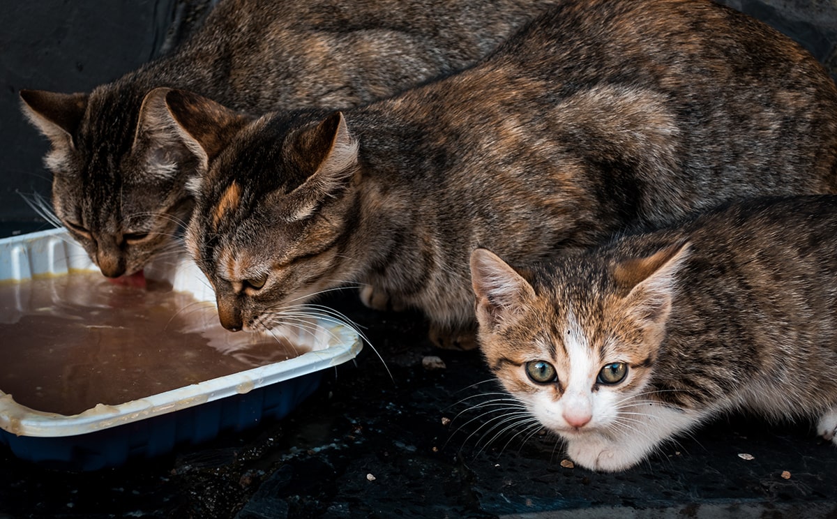 krise udledning Modtager Hvad kan katte ikke tåle at spise? De 37 værste fødevarer