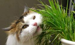 Kattegræs er sundt for katte