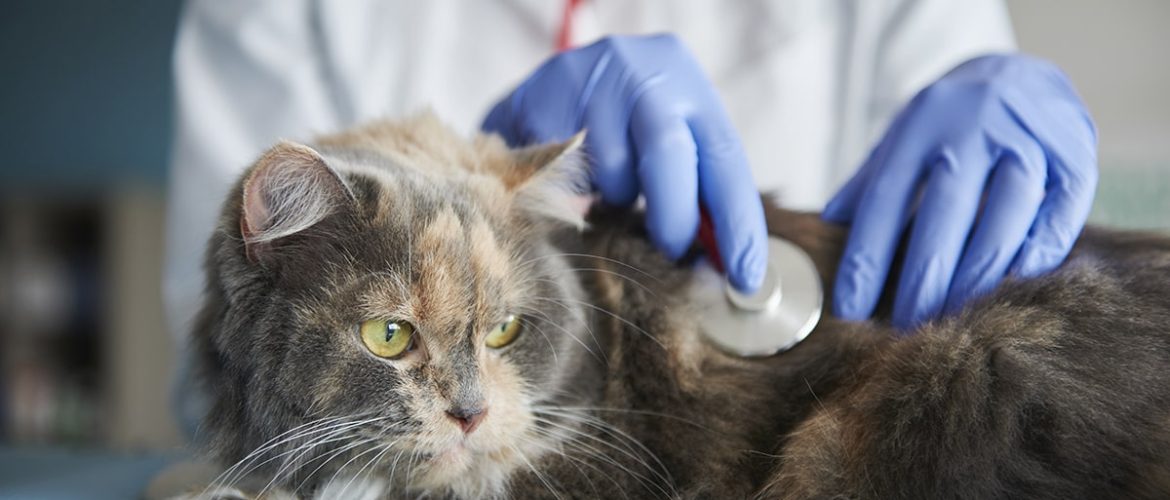 Katteleukæmi er den sygdom, der dræber flest katte