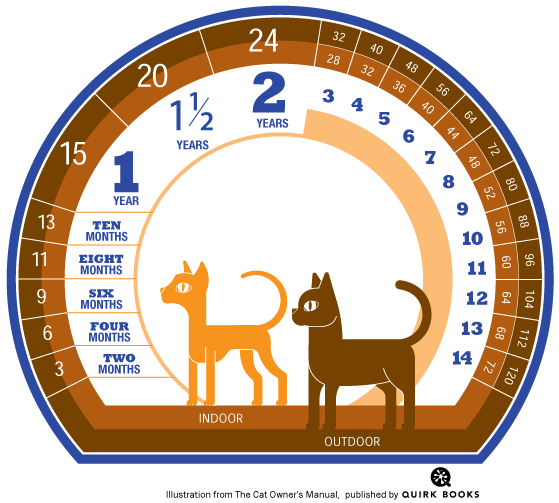 melodisk Stolpe symbol Katteår - Hvad er kattens alder i menneskeår?