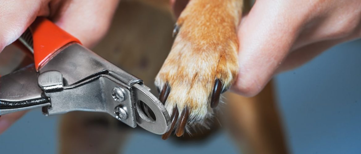 Sådan klipper man negle på en hund