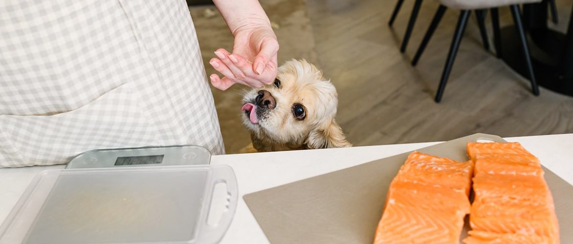 Lakseolie er sundt for hunde