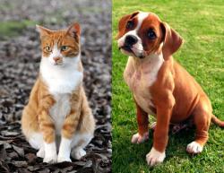 Gærtabletter der indeholder ølgær er sunde for hunde og katte