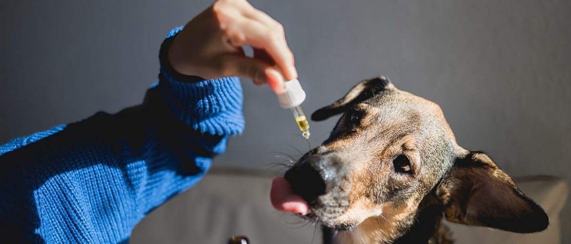 Visse olier er sunde for hunde