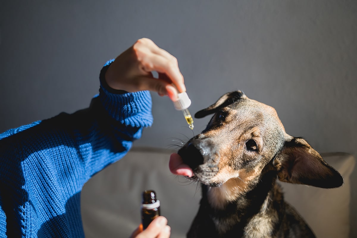 Olie til hunde - Sådan vælger du den rette olie til hund