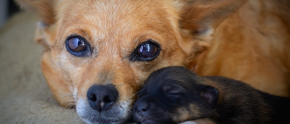 P-sprøjter til hunde er det samme som p-piller