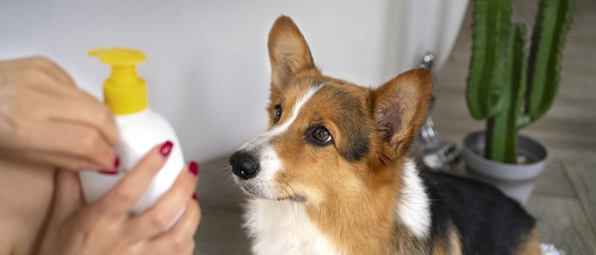 Kolloid sølvvand kan bruges ved hudskader hos hunde og katte