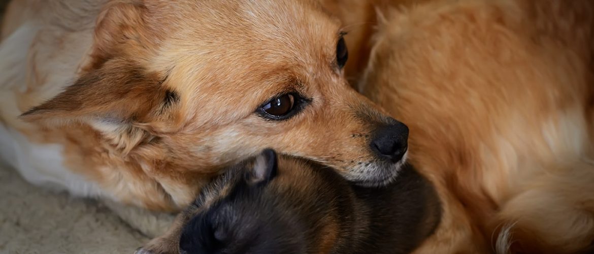 Sterilisation af hunde Priser på sterilisering, forløb osv.