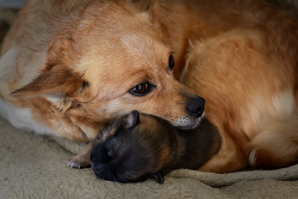 Sterilisation af hunde Priser på sterilisering, forløb osv.