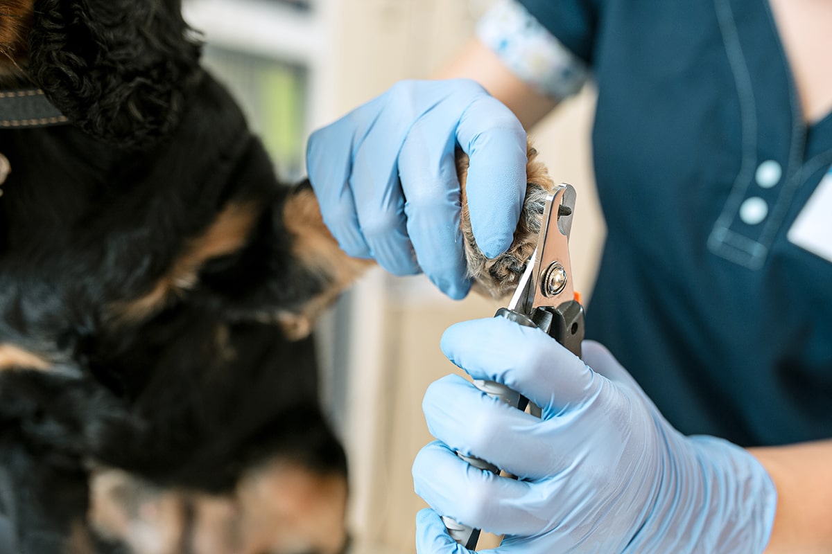 Veterinærsygeplejerske der klipper en hunds negle